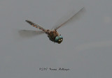 Dragonfly Checking Me Out