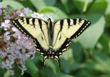  Eastern Tiger Swallowtail on Lilac