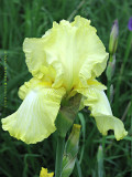 Bearded White and Yellow Iris
