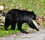 Webster the Bear, Strolling