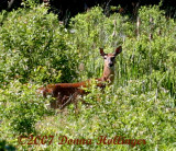 The Doe returns to meadow