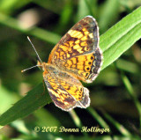 Arctic Fritillary?