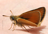 Delaware skipper on my arm