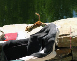 Chipmunk flying off Peters chair