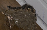 Barn Swallow Babies