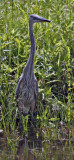 Great Blue Heron Returns