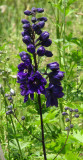 Violet Delphinium