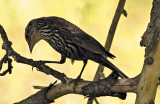 Female Red Winged Blackbird