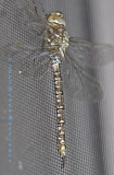 Dragonfly on my Screen door