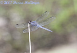 Elfin Skimmer ? (Nannothemis bella)