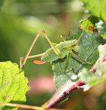 Katydid