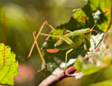 Bush katydid,  Nymph, and female