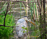 Great Blue Heron Fishing