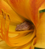 Spring Peeper Inside  Daylily