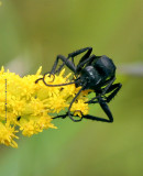 Villainous Wasp