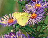 Pink-edged sulphur on aster