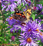 Painted Lady on Aster