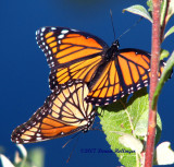 Limenitis archippus (Viceroys)