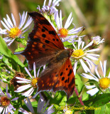 Question Mark Butterfly on Aster