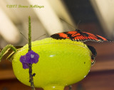 Feeding the butterflies