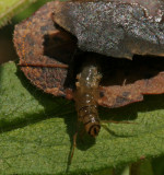 Caddisfly coming out