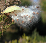 Milkweed Seeds in the Wind II