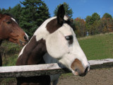 My favorite horse and mate