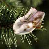 Magnolia/Blue Spruce
