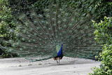 peacock