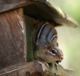 chipmonk