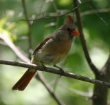 mama cardinal