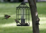 house finch