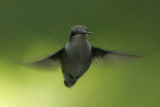 Hummer
