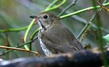Hermit Thrush