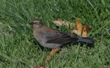 Rusty Blackbird