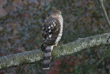 Coopers Hawk - Juvenile