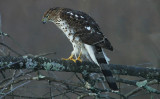 Coopers Hawk - Immature