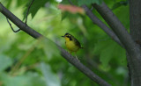 KY Warbler
