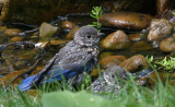 Eastern Bluebirds - Juveniles