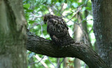 Juvenile Red-shouldered Hawk