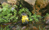 Yellow-breasted Chat - bathing