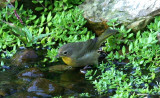 Common Yellowthroat