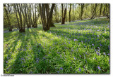 Leith Hill