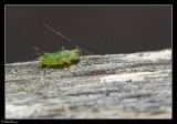 Aphid