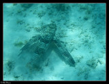 Flying Gurnard