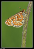 Marsh Fritillary (Euphydryas aurinia)