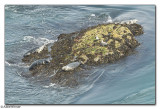 Common Seals