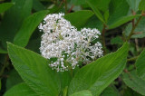 Ceanothus americanus