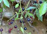 Berries For Cat