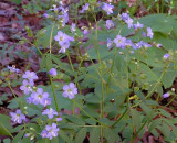 Polemonium reptans